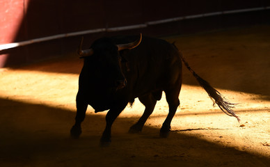 toro en un tradicional espectaculo de toreo