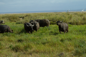 Herd of Cape Buffalo