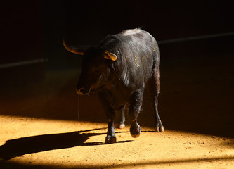toro español