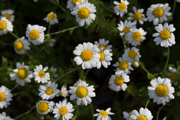 Bellis perennis  on summer field.