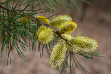 Flowering pussy-willow branch with catkins