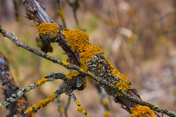 Dry branches with yellow lichen. Xanthoria parietina