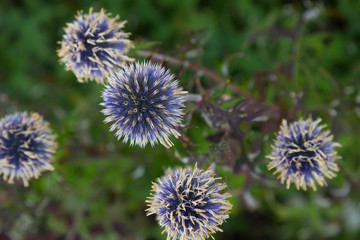 Echinops sphaerocephalus. Summer wild  flowers in the field.