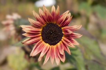 Flowering decorative pink sunflower