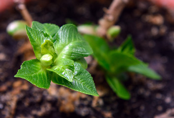 Swollen buds on a branch. Spring Earth. Young leaves make their way from the buds. Blurred background. Concept - Earth Day, Spring,