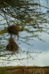 Bird Nest hanging in a tree 