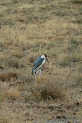 Marabou Stork in the dead grass