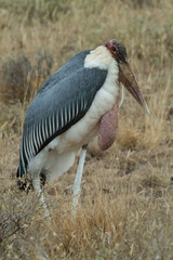Marabou Stork in the dead grass