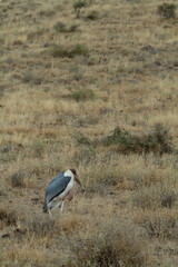 Obraz na płótnie Canvas Marabou Stork in the dead grass