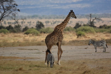 GIRAFE