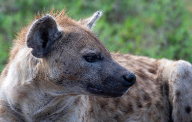 beautiful wild hyena in Serengeti National Park, Tanzania