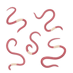 Set of earthworms. Crawling insects. Pink worm. Small, slimy, long animal. Isolated Fishing bait. Cartoon flat illustration