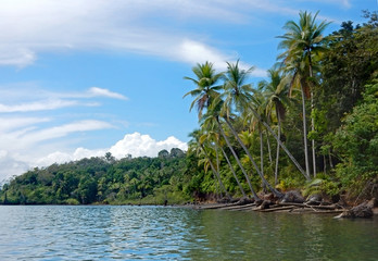 Tropical coast in Golfo Dulce, Costa Rica. Palms falling into the sea because of erosion