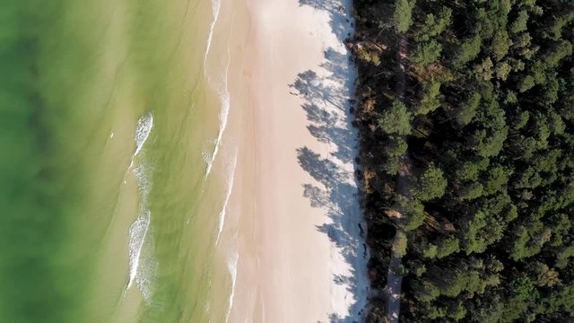  Aerial, top down view of wild nature - Baltic Sea, white-sand beach and the forest at the sunny day in Poland. Cinematic drone shot 