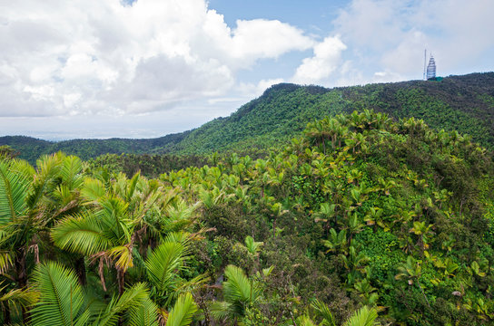 El Yunque Rainforest And Communications Tower