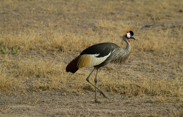 Grey Crested Crane feeds on the kenyan plains