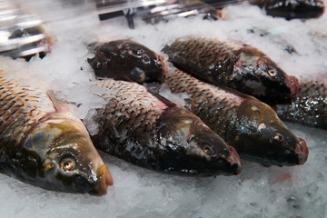 Raw fish on the ice. Fresh chilled carp at the fish market. River fish on the store counter. Closeup.
