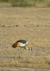Grey Crested Crane feeds on the kenyan plains