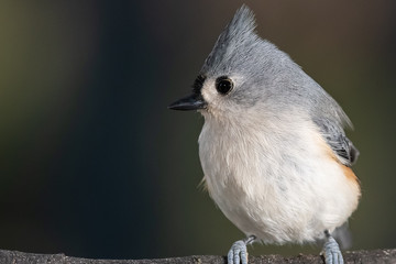 Tufted Titmouse Perched Delicately on a Slender Branch