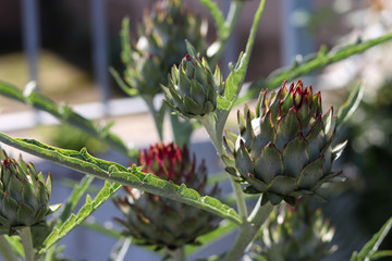 The beautiful artichoke flower, an exotic and medicinal plant.