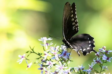 Obraz na płótnie Canvas Spicebush Swallowtail Butterfly Sipping Nectar from the Accommodating Flower