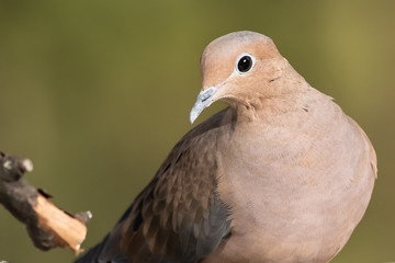 Close Look at a Mourning Dove While Perched on a Branch