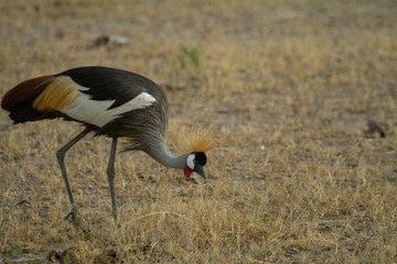 Grey Crested Crane feeds on the kenyan plains