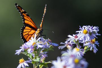Monarch Butterfly Sipping Nectar from the Accommodating Flower