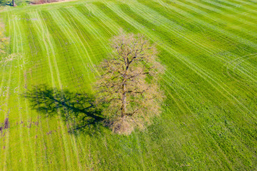 Luftbild: Baum auf Feld im Frühling
