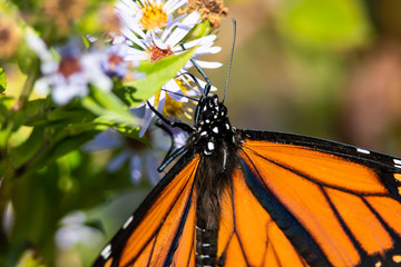 Monarch Butterfly Sipping Nectar from the Accommodating Flower