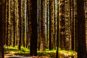 Kiefernwald im Teide - Nationalpark auf Teneriffa