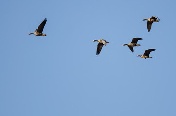 Flock of Greater White-Fronted Geese Flying in a Blue Sky