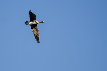 Fototapeta na wymiar Lone Greater White-Fronted Goose Flying in a Blue Sky