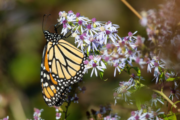 Monarch Butterfly Sipping Nectar from the Accommodating Flower
