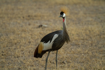 Grey Crested Crane feeds on the kenyan plains