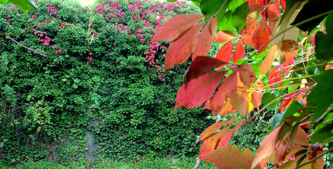 View of a garden overgrown with ivy and creeper