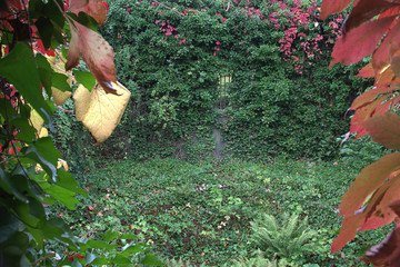 View of a garden overgrown with ivy and vines