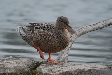 Ducks