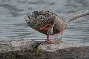 Ducks