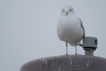 Seagull