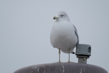 Seagull