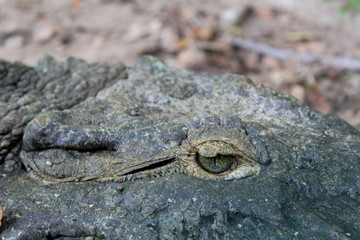 Naklejka premium crocodile with mouth open