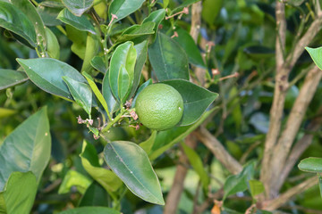 A small orange tree in the garden.