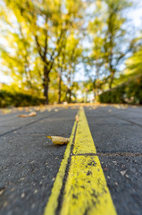 Closeup of Pavement in Park in Sunny Autumn Day With Golden Leaves in Trees, Latvia, Europe, Concept of Relaxing Travel day in Peace and Harmony on Countryside, Selective Focus