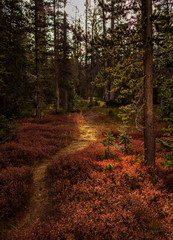 autumn in the forest