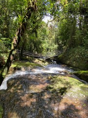 Obraz premium waterfall in forest