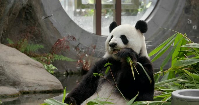 Cute panda eat bamboo at zoo