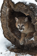 Female Cougar (Puma concolor) Looks Out From Inside Log Winter