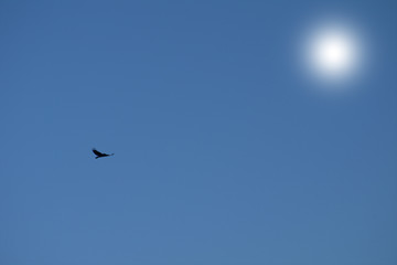 black bird flying in the sky,nature,fly, flight,sky, bird, flying, blue,sun, 