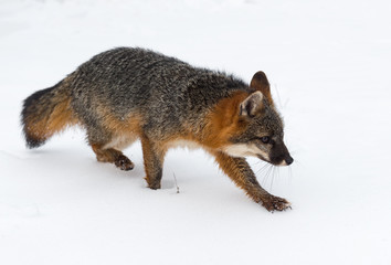 Grey Fox (Urocyon cinereoargenteus) Walks to Right Through Snow Winter